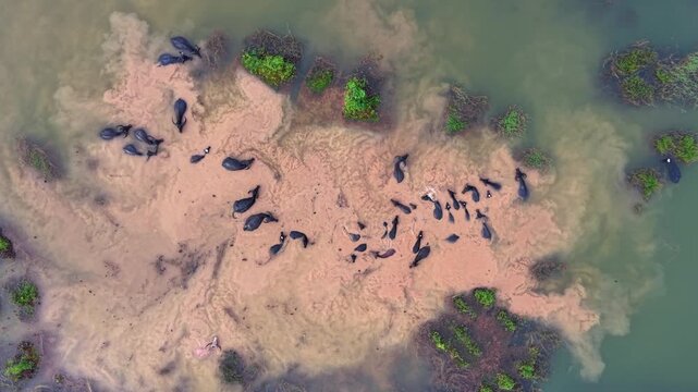 Drone Overhead Footage of Buffaloes in Pond
