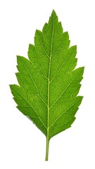 Fototapeta premium A vibrant, close-up photograph showcasing a single, green leaf with detailed veining and a jagged edge, isolated against a white background