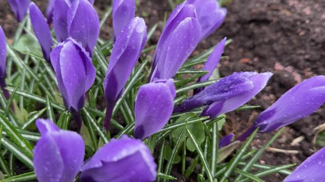 Close-up shot of purple crocus buds with dew drops, showcasing fine texture of petals and grassy foliage.