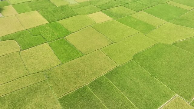 Aerial landscape of agricultural fields forming natural patterns