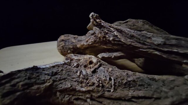 Macro shot of raw Indian Costus roots (Saussurea costus) on a wooden surface. High-quality footage showcasing the natural, dried woody texture of this ancient medicinal herb.
