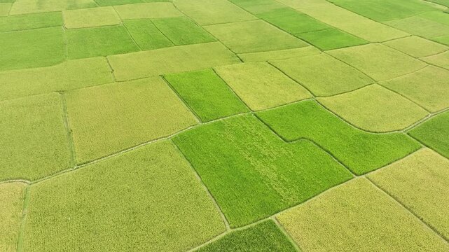 Aerial view of green patchwork rice fields landscape
