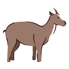 Obraz premium Brown goat standing
