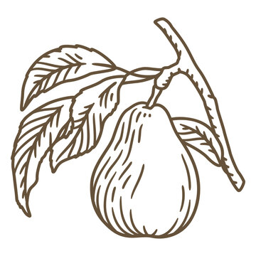 Black and white drawing of a pear on a branch