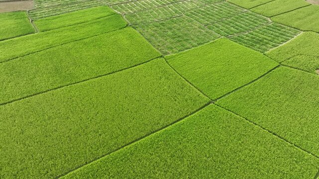 Endless green fields forming stunning natural geometric patterns Aerial view
