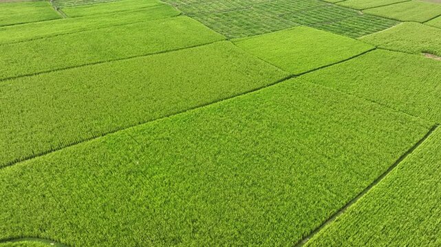 Endless green fields forming stunning natural geometric patterns