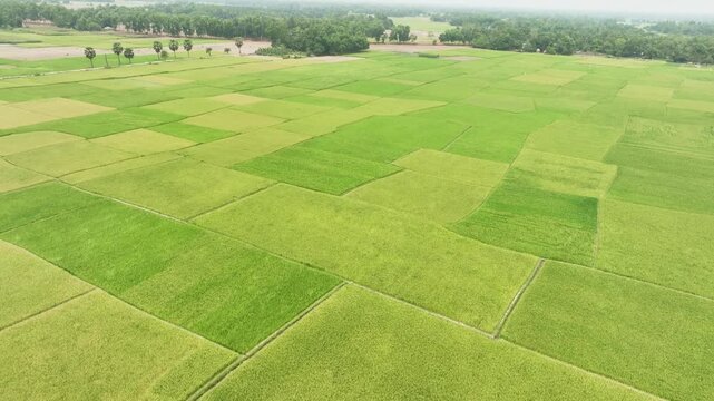 Natural agricultural landscape with patterned green crop fields