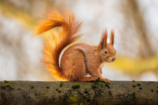 Red squirrel sitting on tree branch with copy space, natural wildlife background