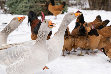 Gänse im Schnee © motivjaegerin1