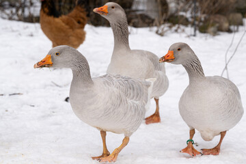 Gänse im Schnee © motivjaegerin1