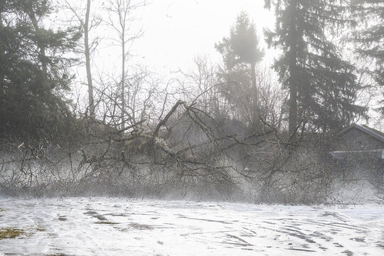 Baumf&auml;llung im Winter