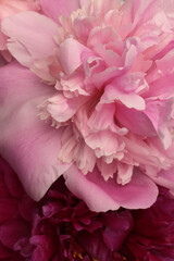 Obraz premium Beige cream Pink, red Purple Peony Flower bud Petals. Natural art background.