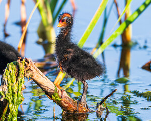 Mother Gallinule with Chicks © Eli Freidus