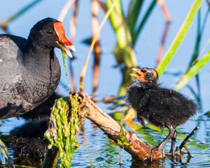 Mother Gallinule with Chicks © Eli Freidus