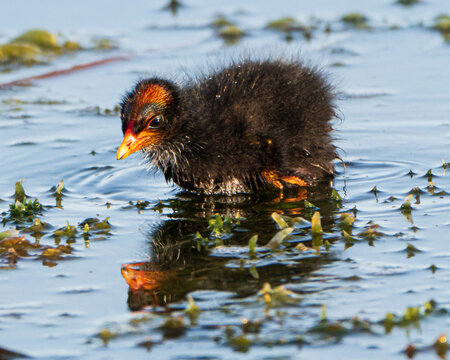 Mother Gallinule with Chicks
