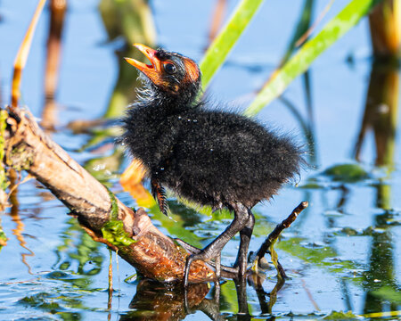 Mother Gallinule with Chicks