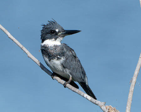Close up of a Belted Kingfisher