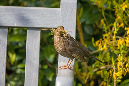 close-up view from the side of a female blackbird holding nesting material in its beak in sunlight