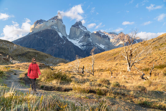 A hiker in a vibrant red jacket walks along a winding dirt path through golden grasslands, set against the dramatic backdrop of the jagged Cuernos del Paine mountains in Patagonia.
