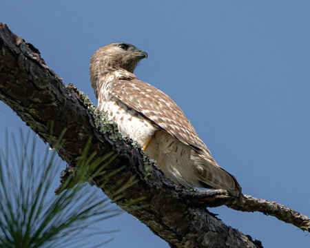 Red-Shouldered Hawk perched in a tree