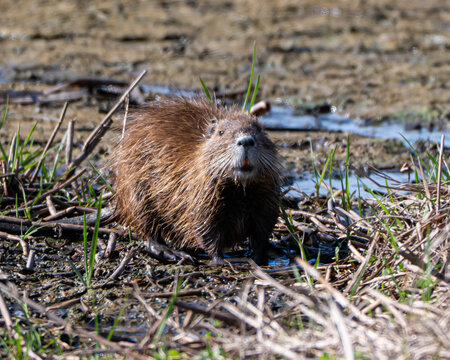 Nutria Rodent in Florida