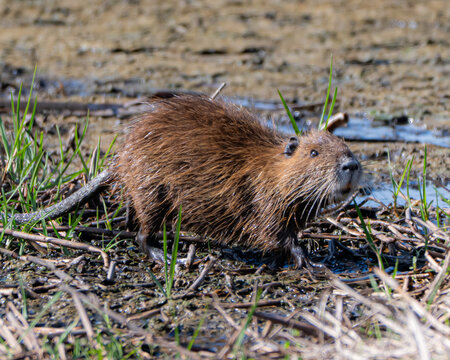 Nutria Rodent in Florida