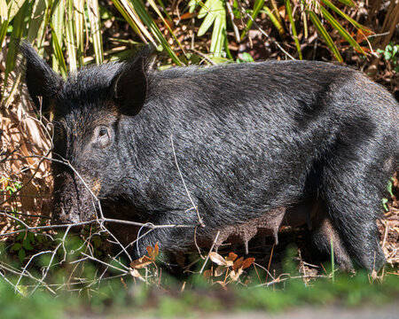 Feral Pig in Florida