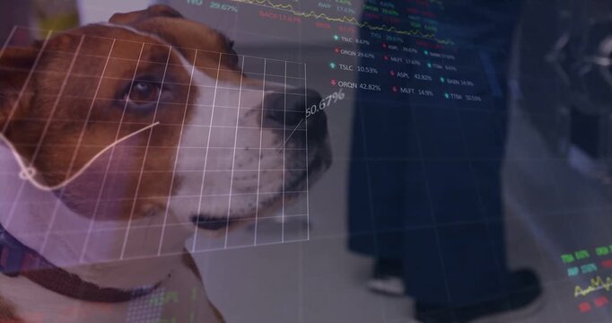 Dog tilting head following standing person by cabinet, finance charts shifting over face and legs