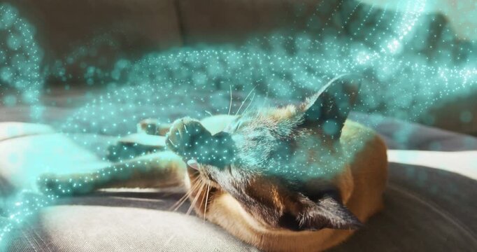 Cat grooming on cushion in sunlight, teal dots overlay appearing sparking stretching for pet care