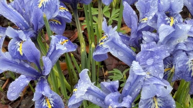 Macro perspective of iris cluster &mdash; vivid blue petals with yellow details, water droplets, green stems in background.