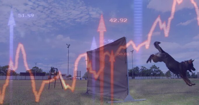 Working dog coming from left, clearing barrier for training while graphs peaking, spiking, fading