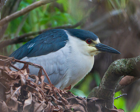 Black-Crowned Night Heron on a nest