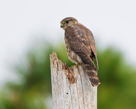 Red-Shouldered Hawk perched in a tree