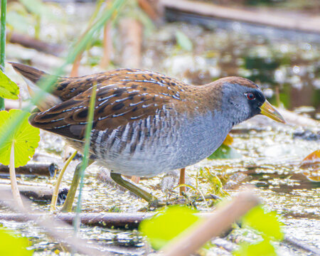 Close up of a Sora Rail