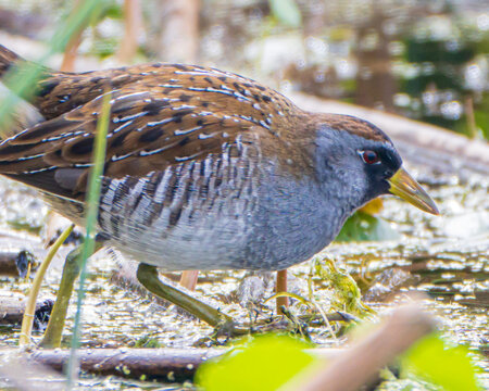 Close up of a Sora Rail