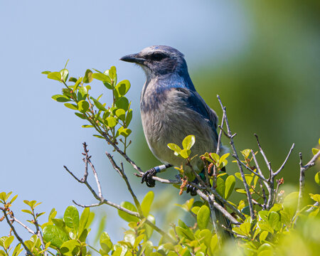 Florida Scrub Jays perched on branches