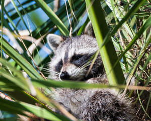 Racoon Resting in a Palm Tree © Eli Freidus