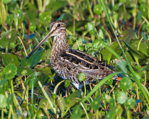 Fototapeta premium Close up of a Wilson's Snipe