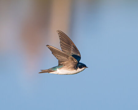 Tree Swallows in Flight