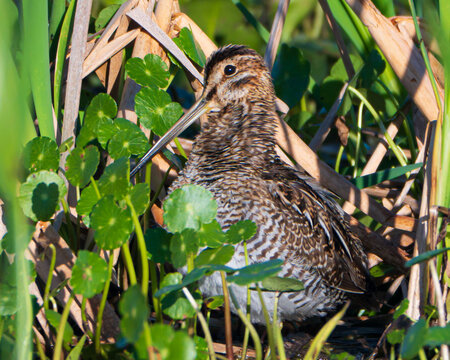 Close up of a Wilson's Snipe
