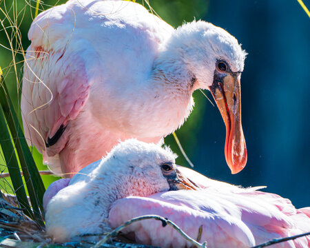 Roseate Spoonbills in a Florida Marsh