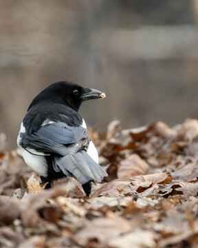 Eurasian magpie on autumn leaves holding food, wildlife close up