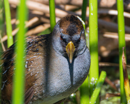 Close up of a Sora Rail