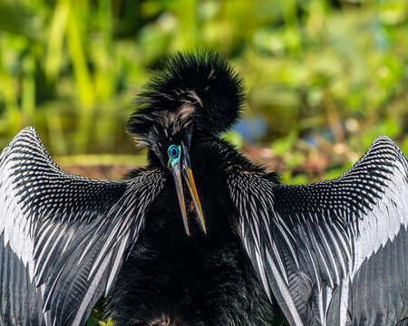 Male Anhinga in Breeding Plumage