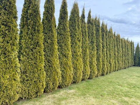 Row of Thuja occidentalis trees forming a dense green hedge. Tall conifer screen used for garden privacy and landscaping in outdoor residential setting.