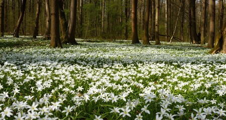 Fototapeta premium Forest glade full of white spring flowers