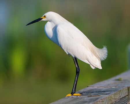 Snowy Egret on a boardwalk
