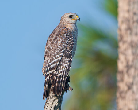 Red-Shouldered Hawk perched on a stump