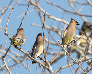 Obraz premium Cedar Waxwings perched in a tree