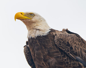 Obraz premium Close-up of a Bald Eagle